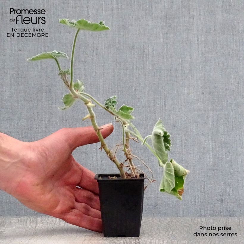Pelargonium tomentosum Vasetto da 7/8 cm esemplare consegnato in inverno