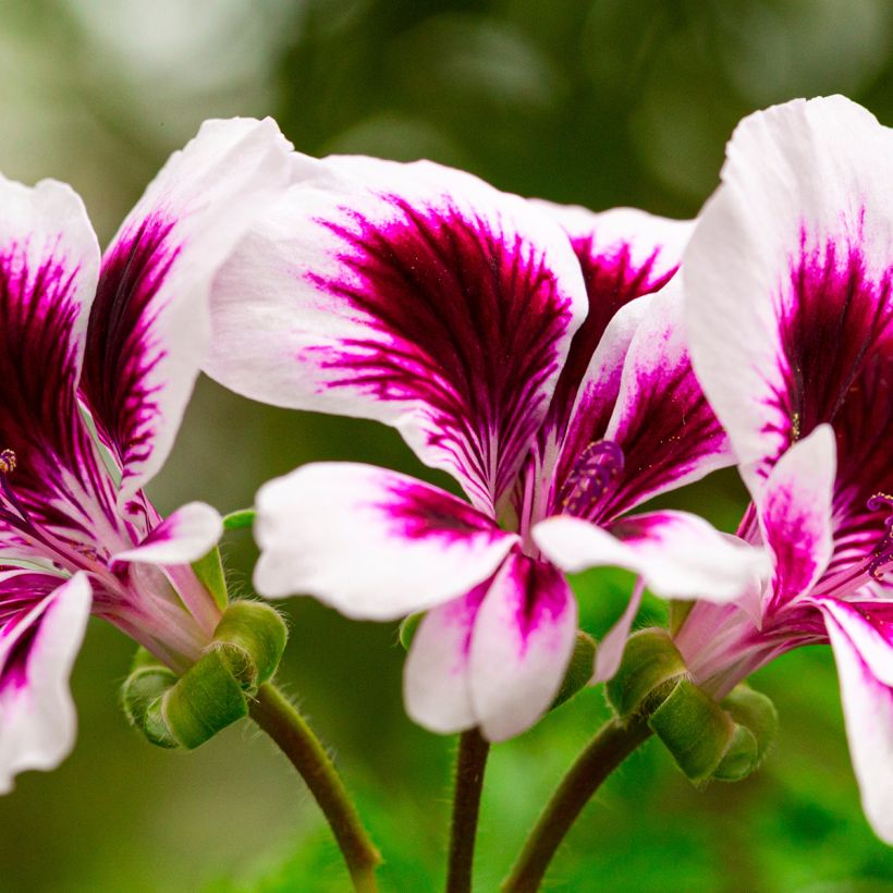 Pelargonium Angel Eyes Blueberry (Fioritura)