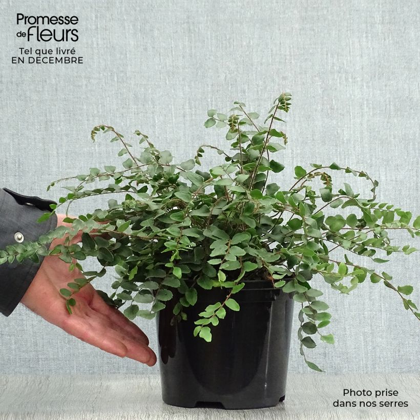 Pellaea rotundifolia - Felce Bottone Vaso da 2L/3L esemplare consegnato in inverno