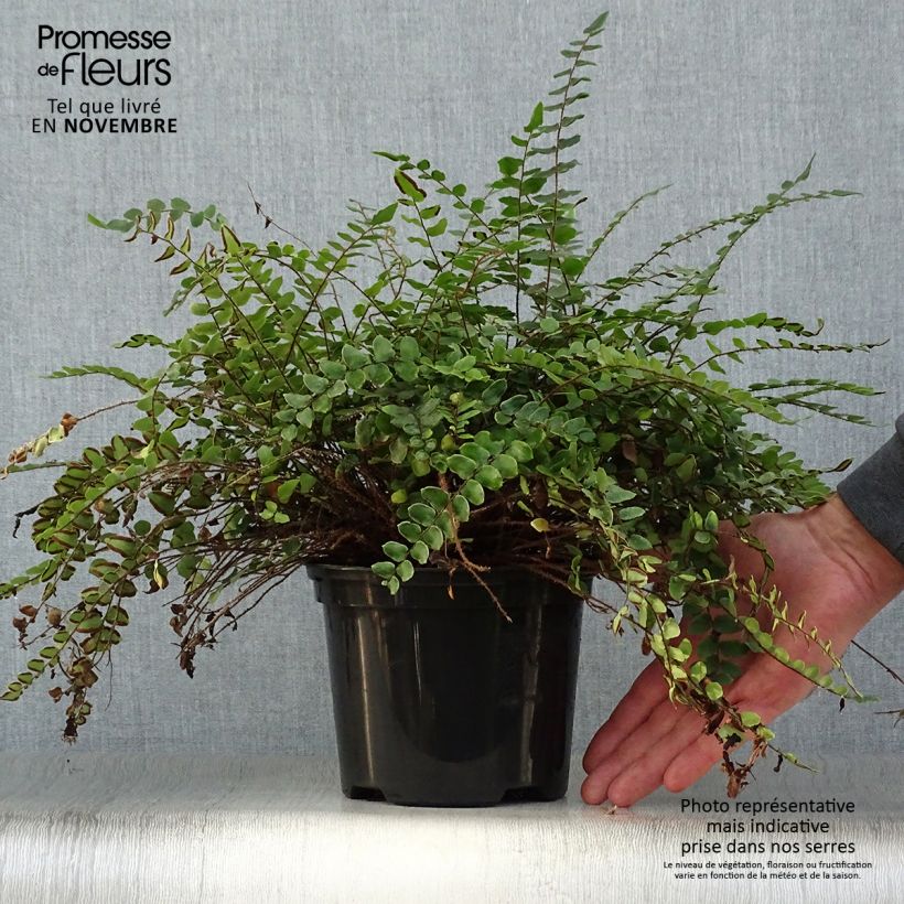 Esemplare di Pellaea rotundifolia - Felce Bottone Vaso da 2L/3L come consegnato in autunno