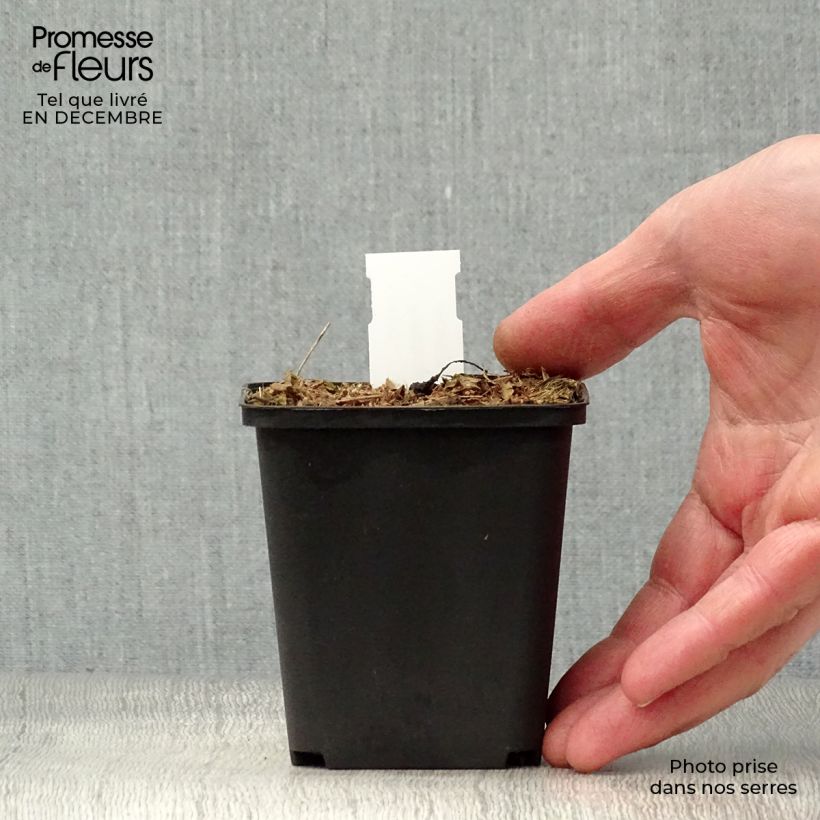 Peltoboykinia watanabei Vasetto da 8/9 cm esemplare consegnato in inverno