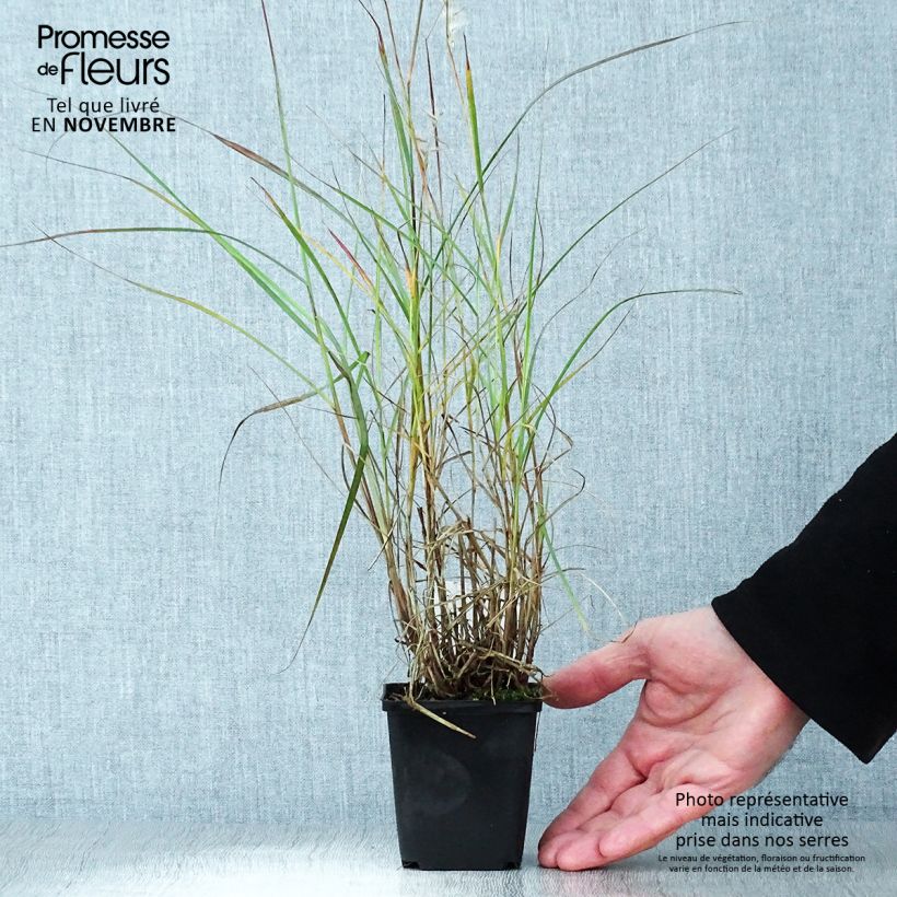 Esemplare di Pennisetum orientale Vasetto da 8/9 cm come consegnato in autunno
