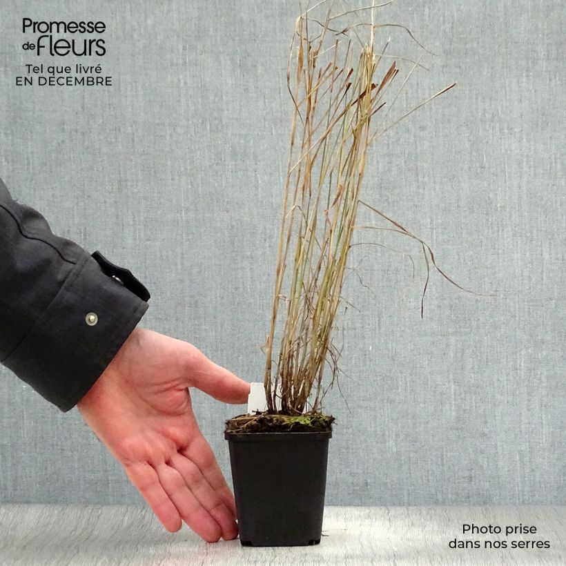 Pennisetum orientale Vasetto da 8/9 cm esemplare consegnato in inverno