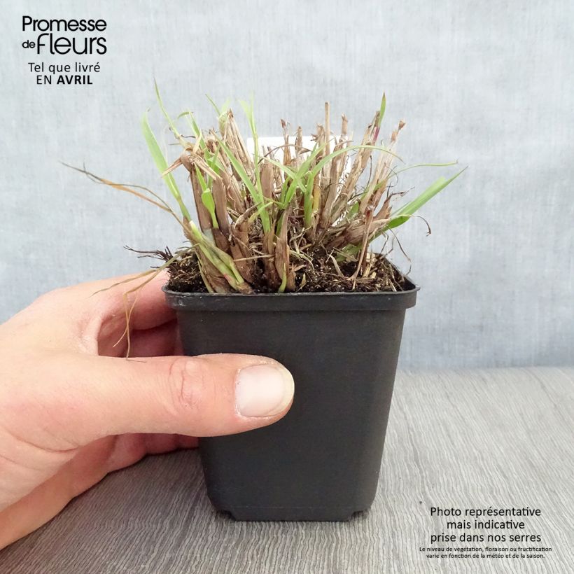Pennisetum orientale Vasetto da 8/9 cm esemplare consegnato in primavera