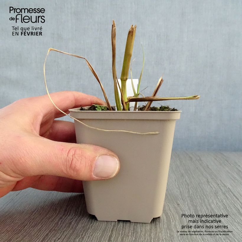 Pennisetum alopecuroïdes Black Beauty Vasetto da 8/9 cm esemplare consegnato in inverno