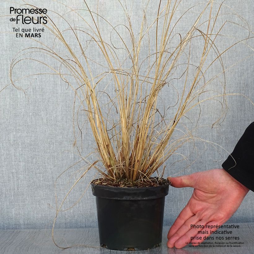 Pennisetum alopecuroïdes Cassian Vaso da 2L/3L esemplare consegnato in inverno