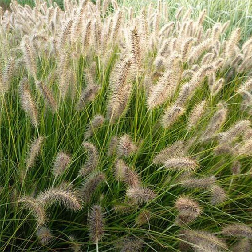 Pennisetum alopecuroïdes Gelbstiel (Fioritura)