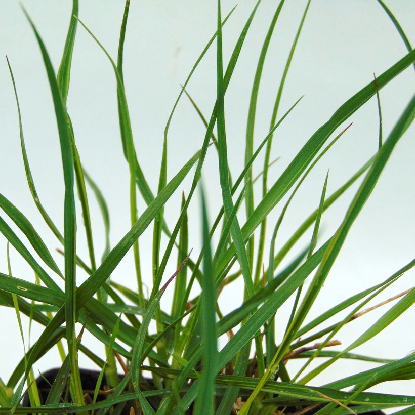 Pennisetum alopecuroïdes Gelbstiel (Fogliame)