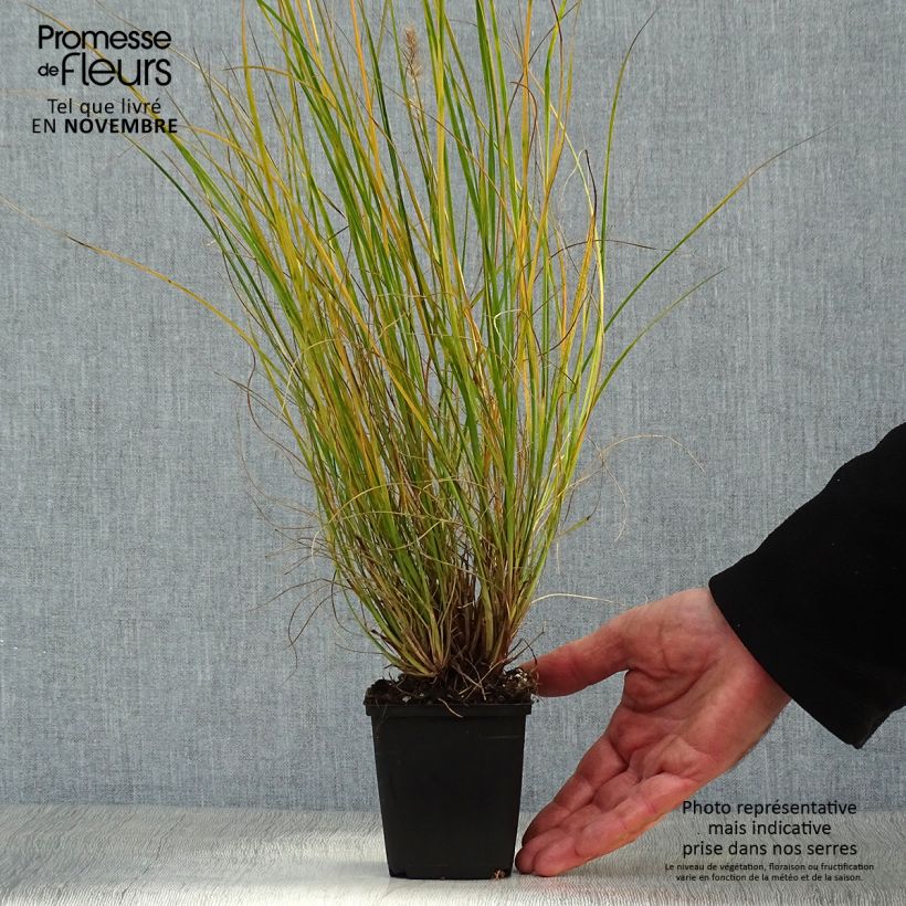Esemplare di Pennisetum alopecuroïdes Gelbstiel Vasetto da 8/9 cm come consegnato in autunno