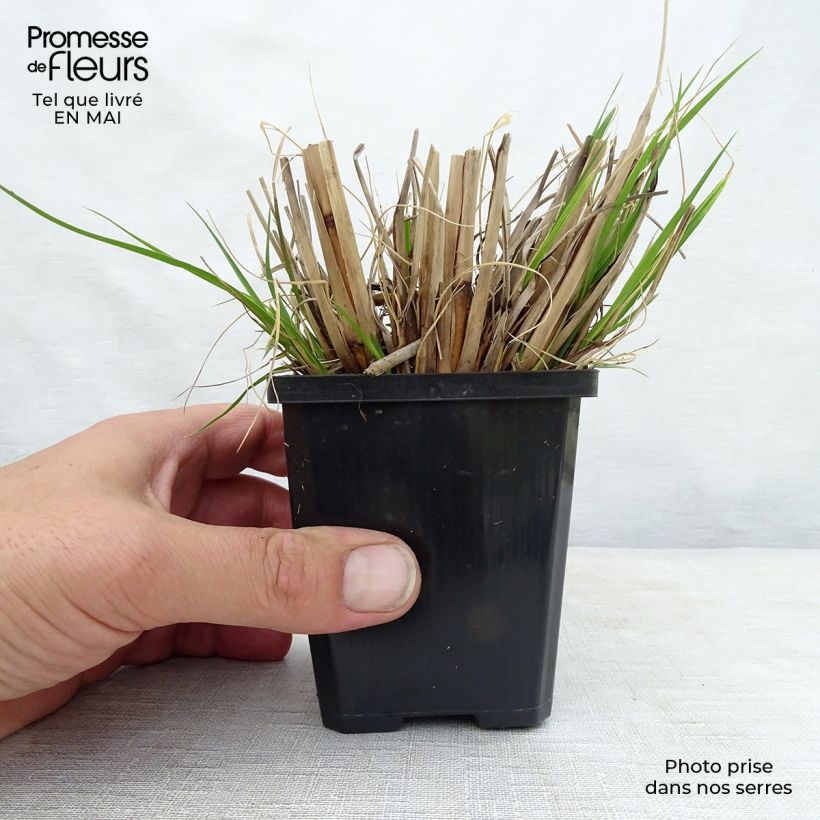 Pennisetum alopecuroides Goldstrich Vasetto da 8/9 cm esemplare consegnato in primavera