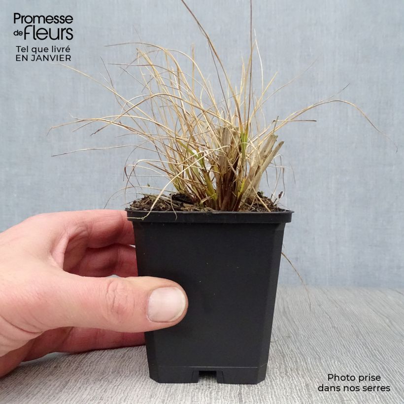 Pennisetum alopecuroides Goldstrich Vasetto da 8/9 cm esemplare consegnato in inverno