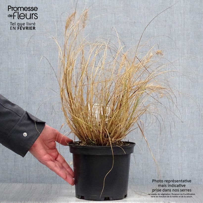Pennisetum alopecuroïdes Hameln Vaso da 3L/4L esemplare consegnato in inverno