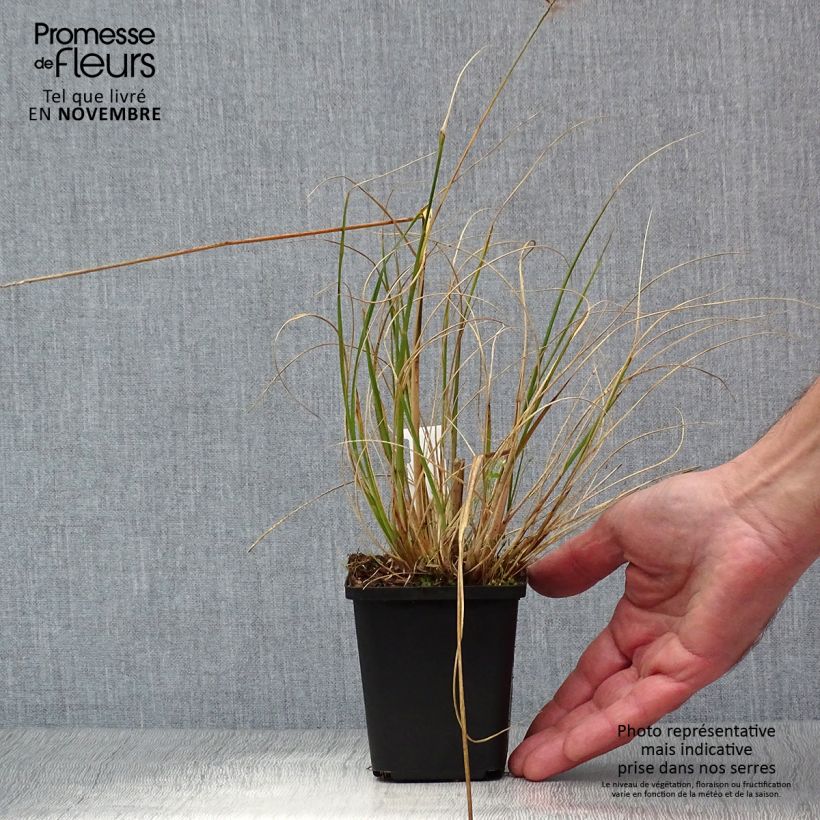 Esemplare di Pennisetum alopecuroïdes Hameln Vasetto da 8/9 cm come consegnato in autunno
