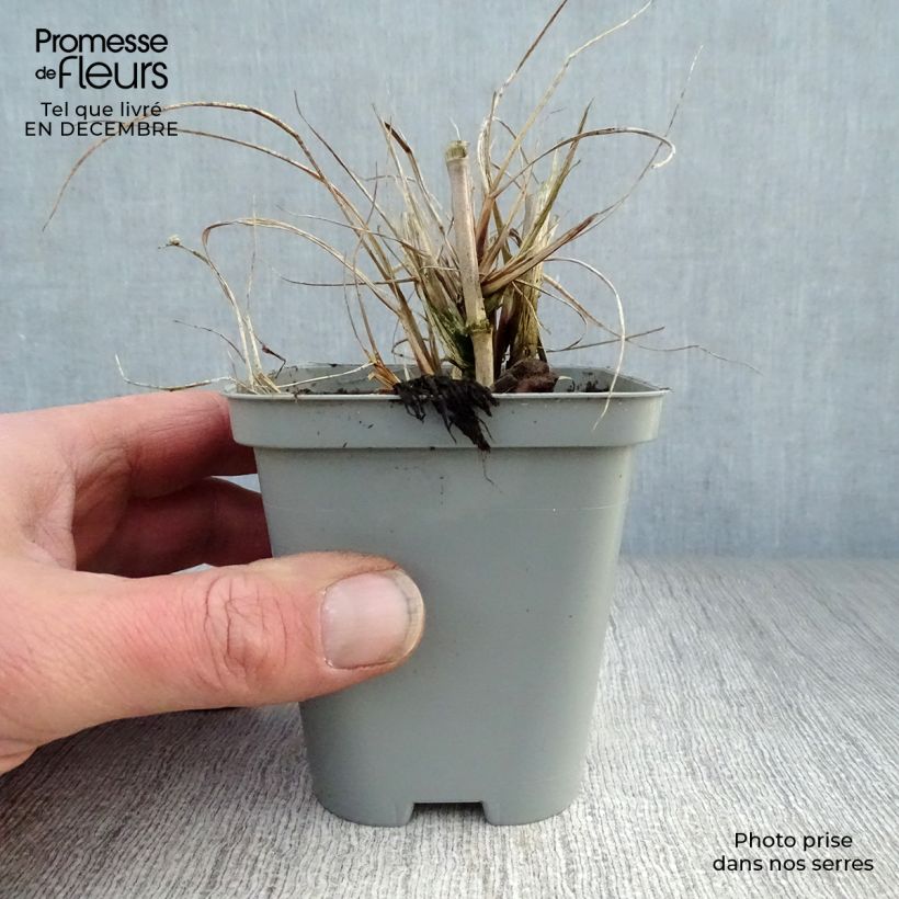 Pennisetum alopecuroïdes Hameln Vasetto da 8/9 cm esemplare consegnato in inverno