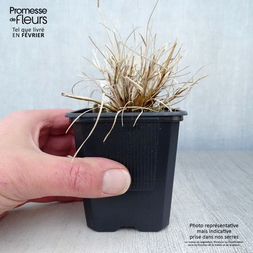 Pennisetum alopecuroïdes Hameln Gold Vasetto da 8/9 cm esemplare consegnato in inverno
