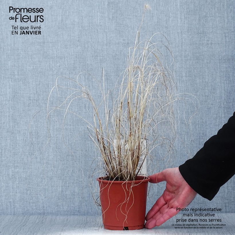 Pennisetum alopecuroïdes Hameln Gold Vaso da 1L/1,5L esemplare consegnato in inverno