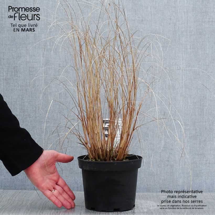Pennisetum alopecuroïdes Hameln Vaso da 2L/3L esemplare consegnato in inverno