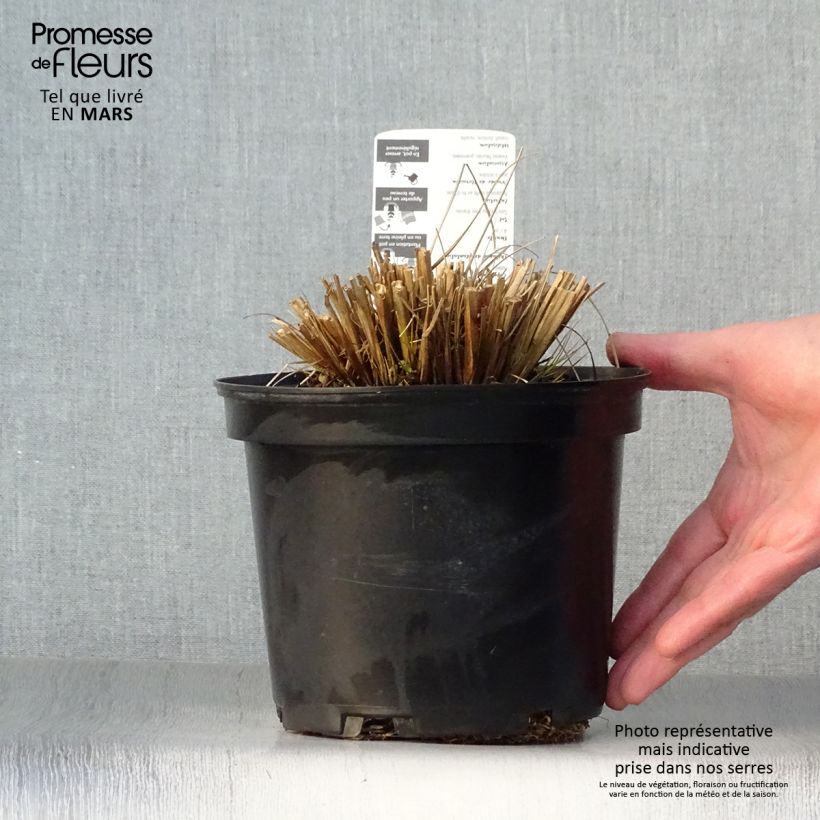 Pennisetum alopecuroïdes Hameln Vaso da 2L/3L esemplare consegnato in primavera