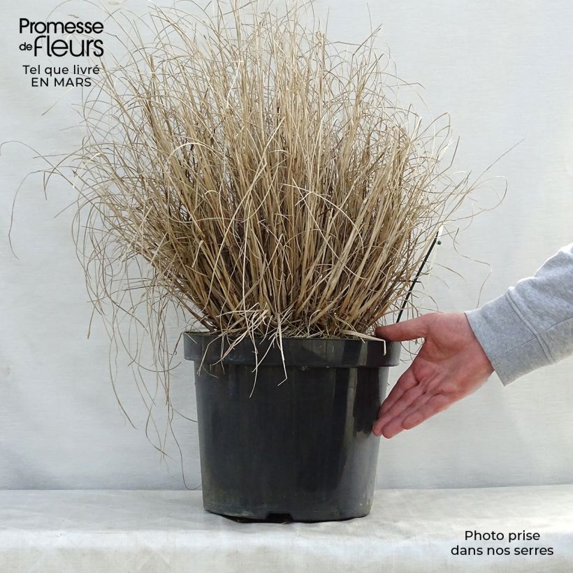 Pennisetum alopecuroïdes Hameln Vaso da 7,5L/10L esemplare consegnato in primavera