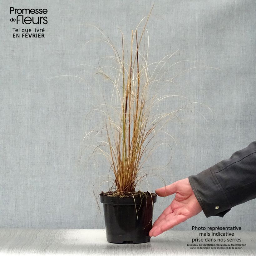 Pennisetum alopecuroïdes Hameln Vaso da 1L/1,5L esemplare consegnato in inverno