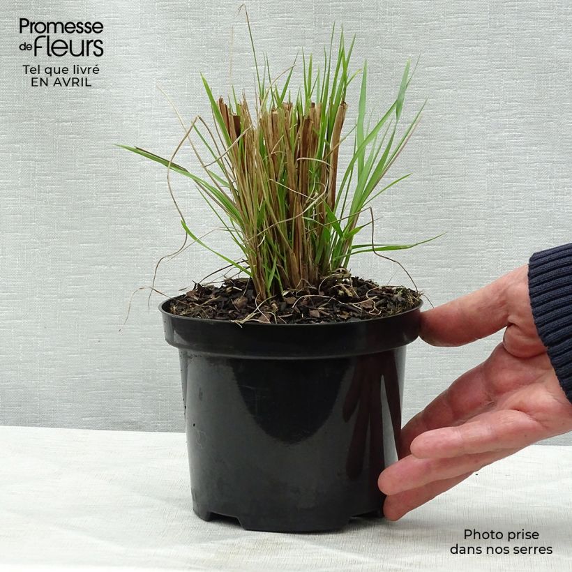 Pennisetum alopecuroïdes Hameln Vaso da 1L/1,5L esemplare consegnato in primavera