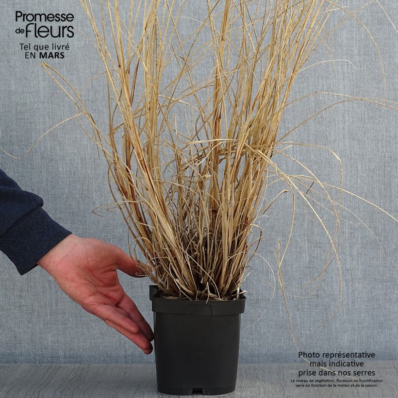 Pennisetum alopecuroïdes Herbstzauber Vaso da 2L/3L esemplare consegnato in inverno