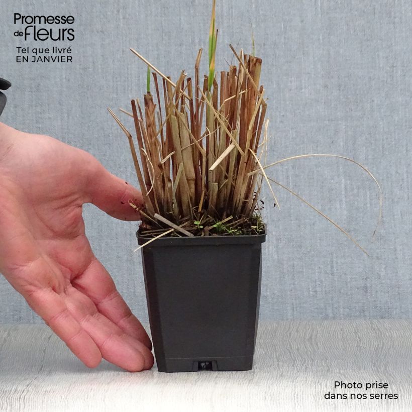 Pennisetum alopecuroïdes Japonicum Vasetto da 8/9 cm esemplare consegnato in inverno