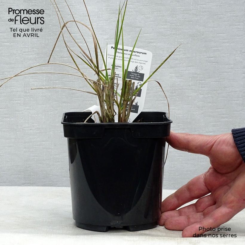 Pennisetum alopecuroïdes Japonicum Vaso da 2L/3L esemplare consegnato in primavera