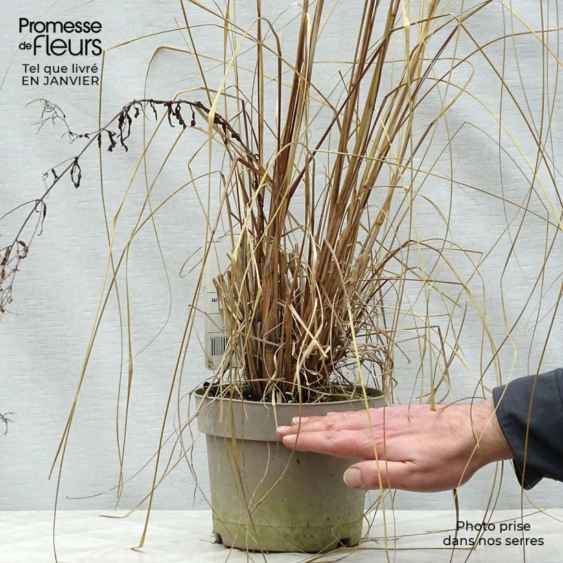 Pennisetum alopecuroïdes Japonicum Vaso da 2L/3L esemplare consegnato in inverno