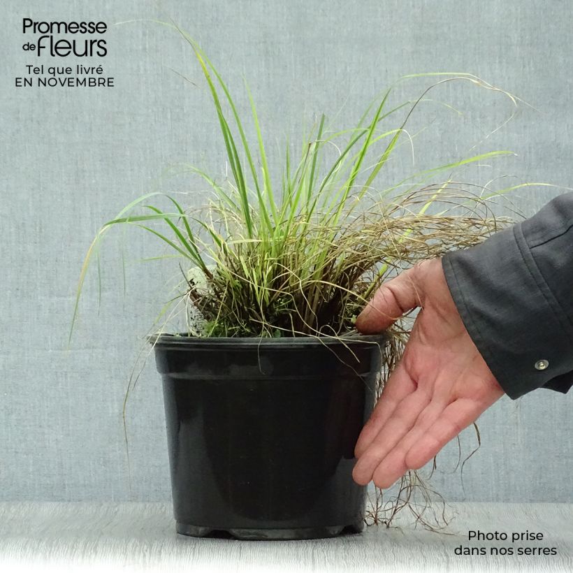 Esemplare di Pennisetum alopecuroïdes Little Bunny Vaso da 2L/3L come consegnato in autunno