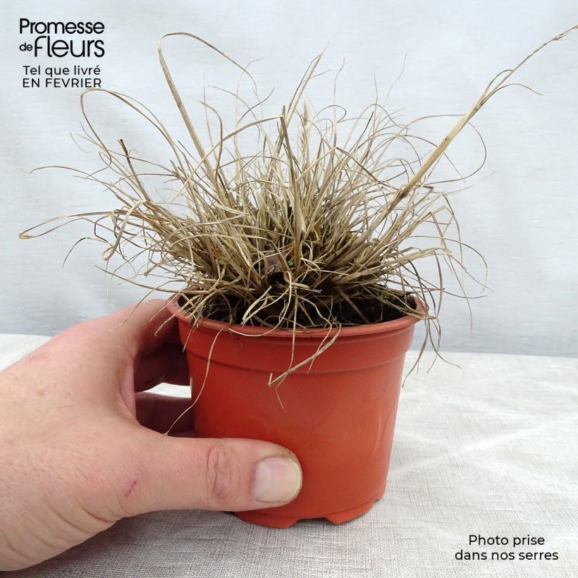 Pennisetum alopecuroïdes Little Bunny Vasetto da 8/9 cm esemplare consegnato in inverno