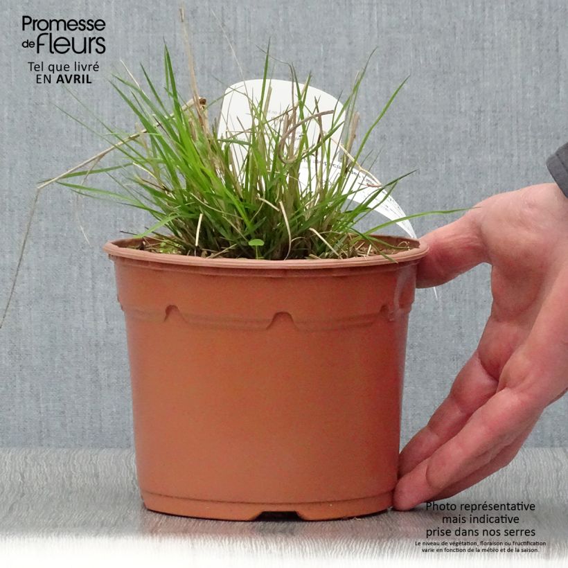 Pennisetum alopecuroïdes Little Bunny Vaso da 2L/3L esemplare consegnato in primavera