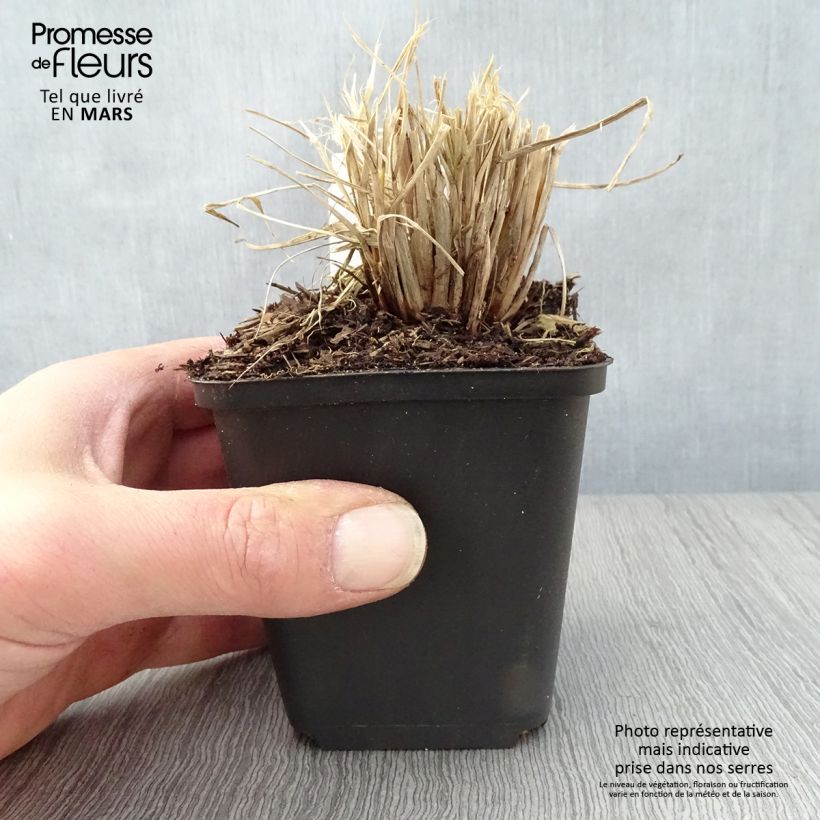 Pennisetum alopecuroides Lumen Gold Vasetto da 8/9 cm esemplare consegnato in primavera
