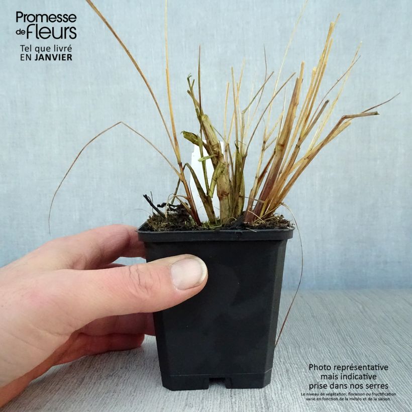 Pennisetum alopecuroïdes Magic Vasetto da 8/9 cm esemplare consegnato in inverno