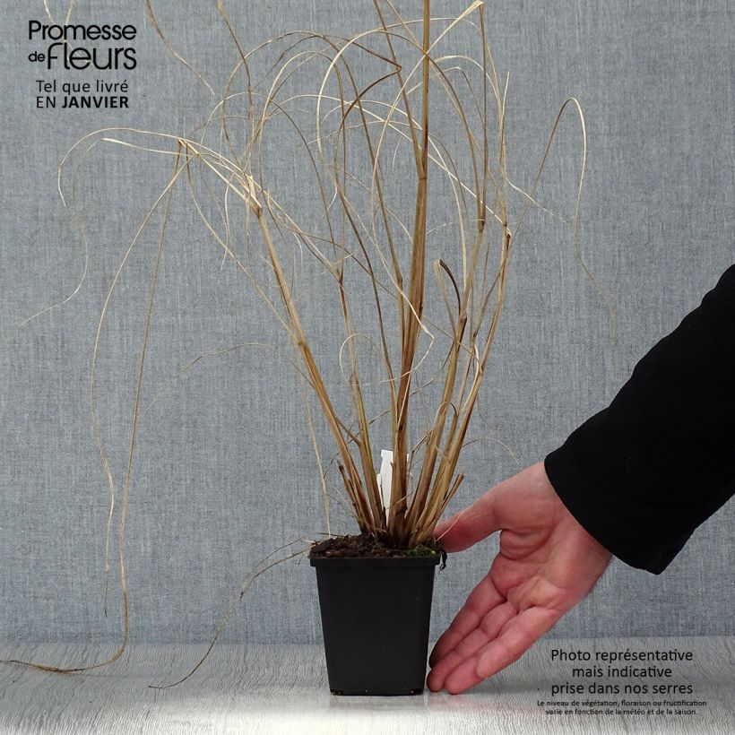 Pennisetum alopecuroïdes Red Head Vasetto da 8/9 cm esemplare consegnato in inverno