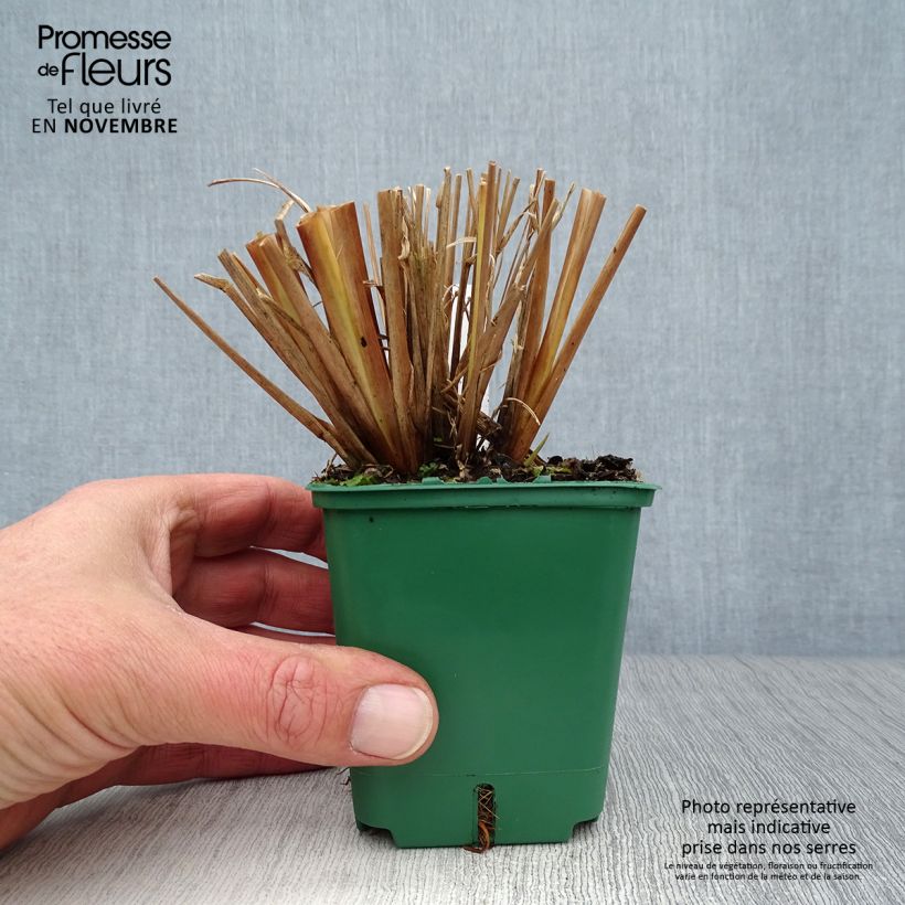 Esemplare di Pennisetum alopecuroïdes f. viridescens Vasetto da 8/9 cm come consegnato in autunno
