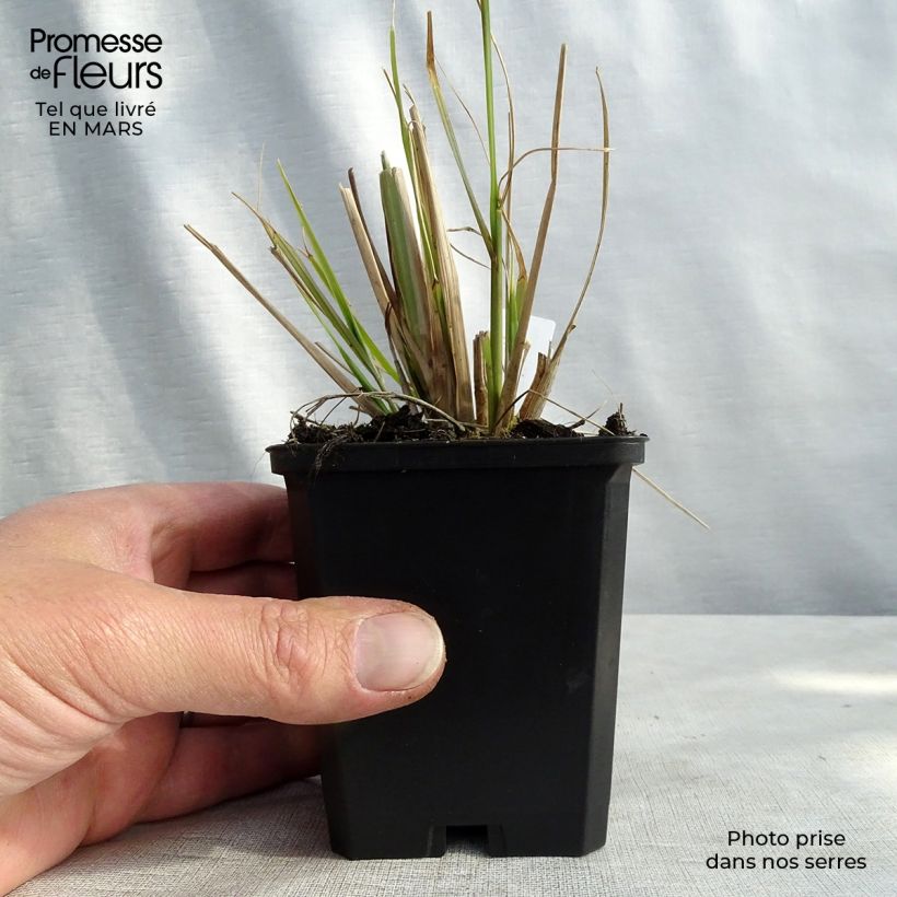 Pennisetum alopecuroïdes f. viridescens Vasetto da 8/9 cm esemplare consegnato in inverno