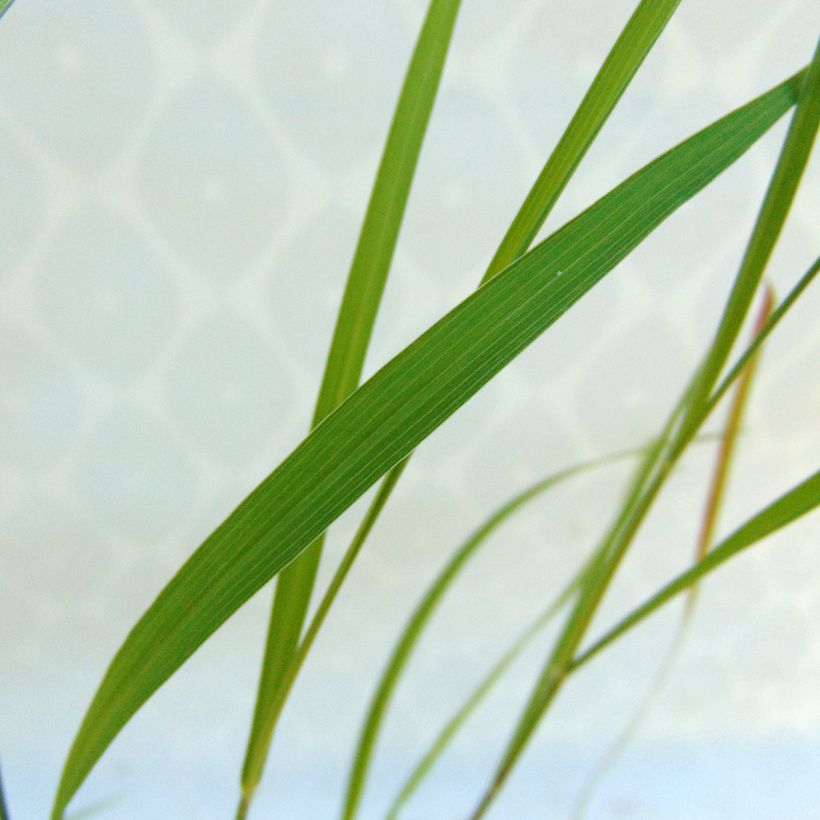 Pennisetum incomptum (Fogliame)