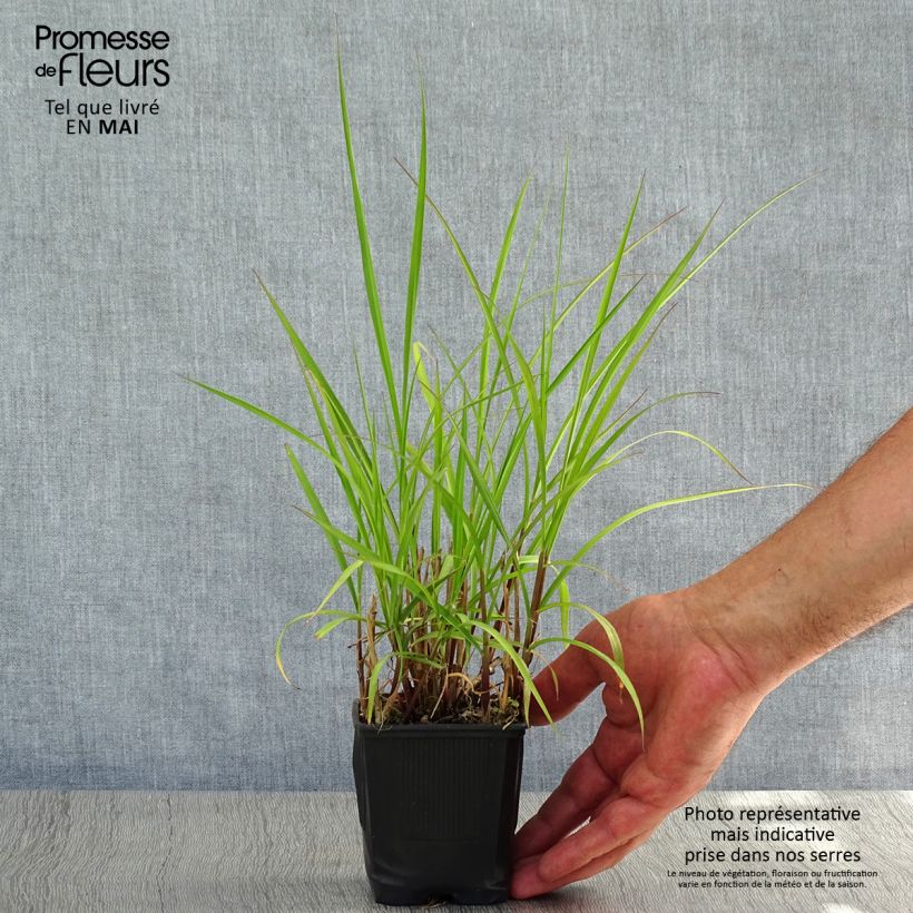 Pennisetum incomptum Vasetto da 8/9 cm esemplare consegnato in primavera