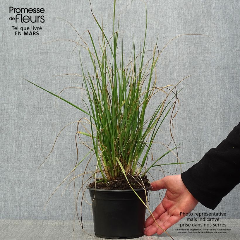 Pennisetum macrourum Vaso da 2L/3L esemplare consegnato in primavera