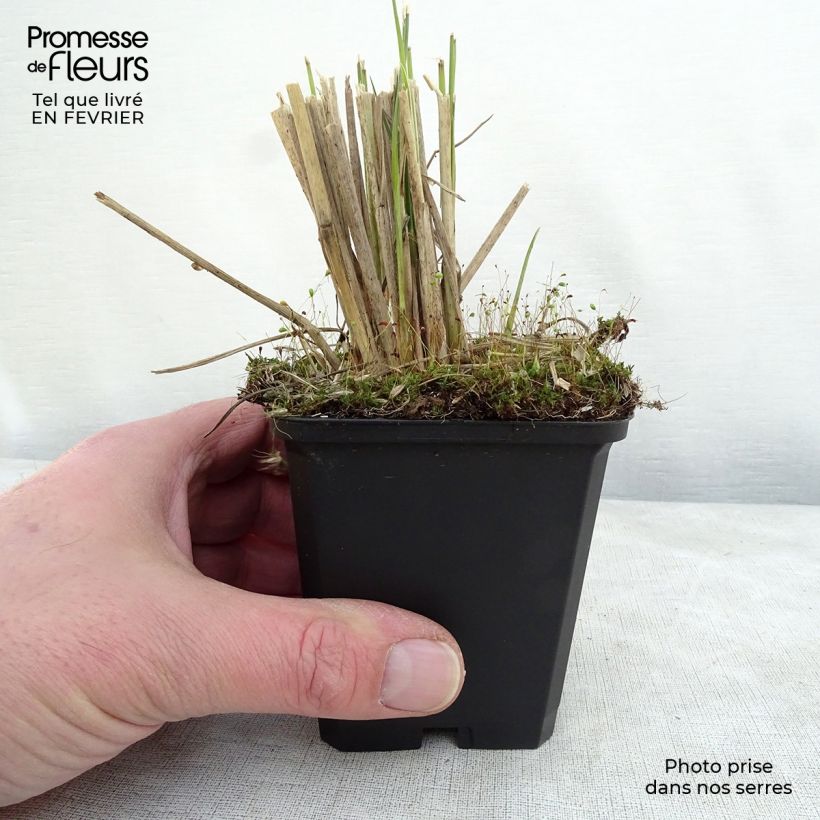 Pennisetum macrourum Vasetto da 8/9 cm esemplare consegnato in inverno