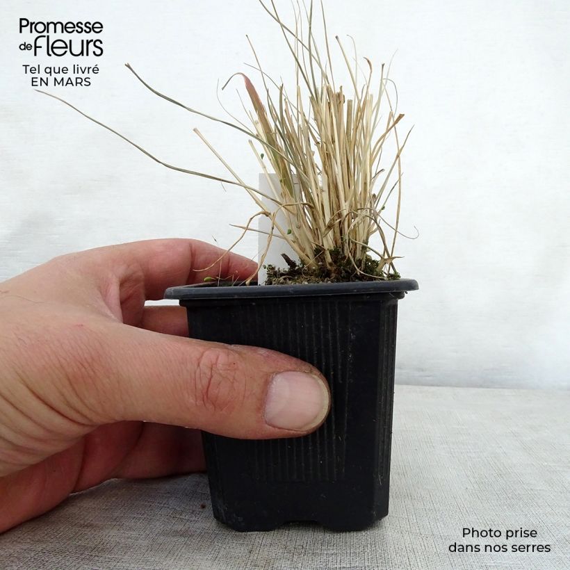 Pennisetum massaicum Red Button Vasetto da 8/9 cm esemplare consegnato in primavera