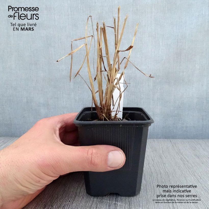 Pennisetum orientale JS Dance With Me Vasetto da 8/9 cm esemplare consegnato in primavera