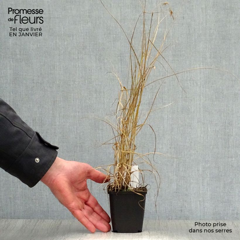 Pennisetum orientale Karley Rose Vasetto da 8/9 cm esemplare consegnato in inverno