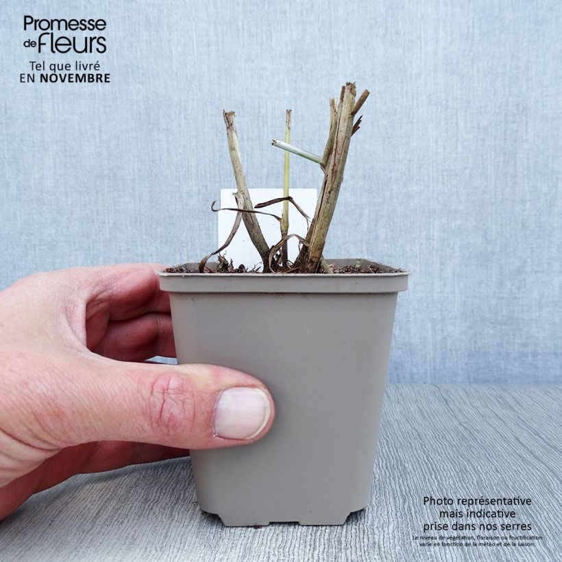 Esemplare di Pennisetum orientale Tall Tails Vasetto da 8/9 cm come consegnato in autunno