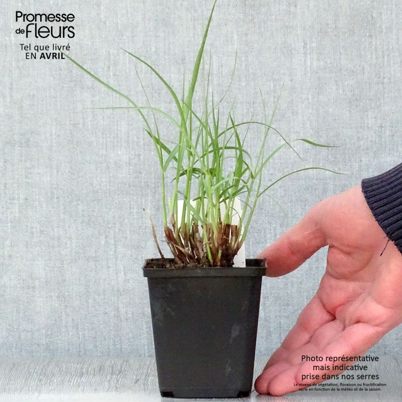 Pennisetum orientale Tall Tails Vasetto da 8/9 cm esemplare consegnato in primavera