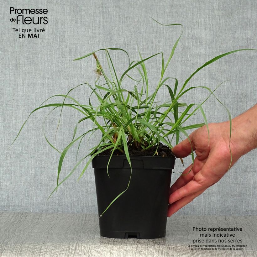 Pennisetum orientale Tall Tails Vaso da 2L/3L esemplare consegnato in primavera