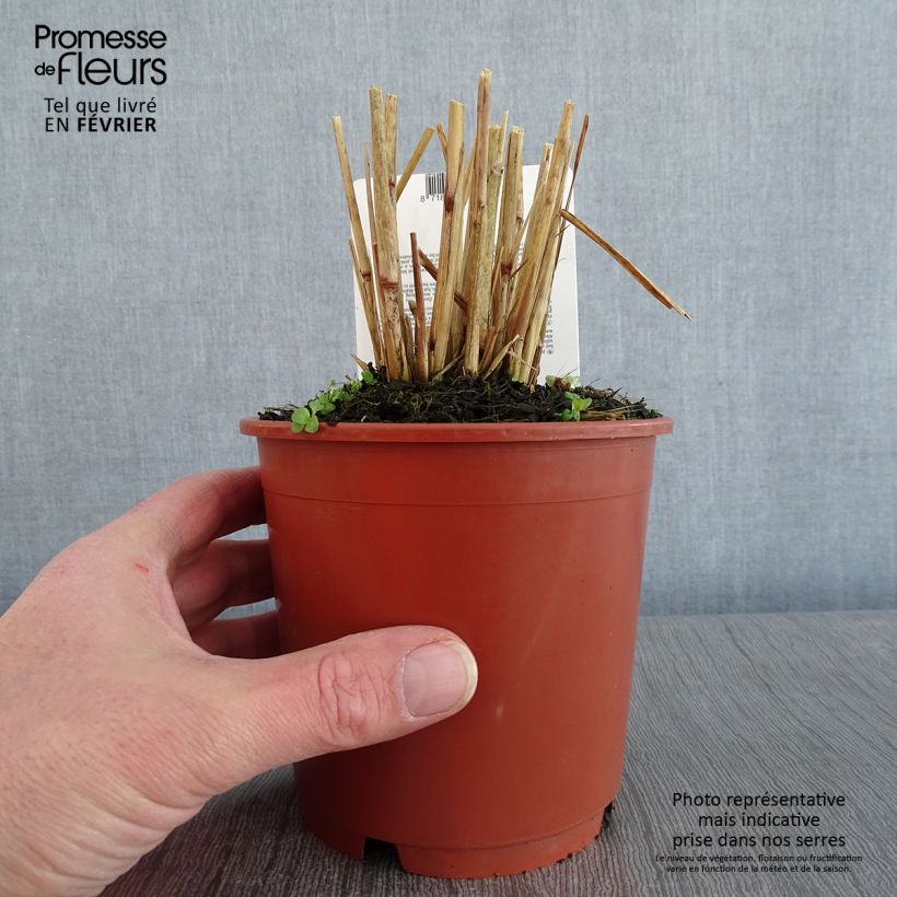 Pennisetum advena Skyrocket Vaso da 1L/1,5L esemplare consegnato in inverno