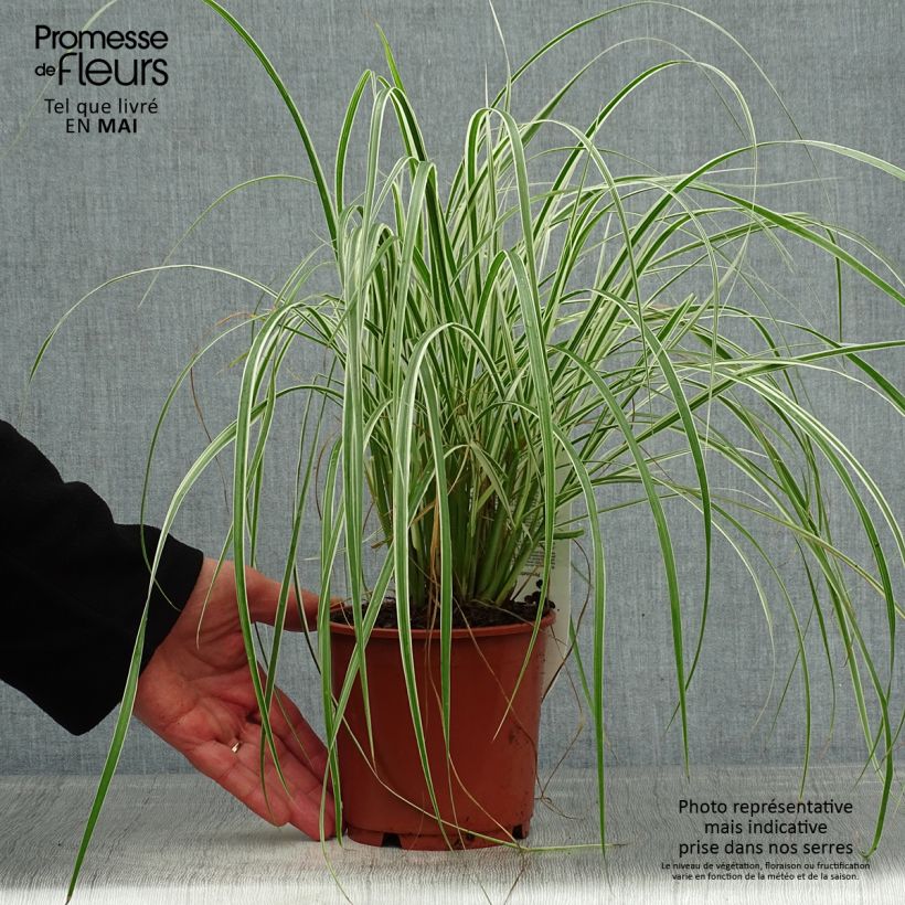Pennisetum advena Skyrocket Vaso da 1L/1,5L esemplare consegnato in primavera