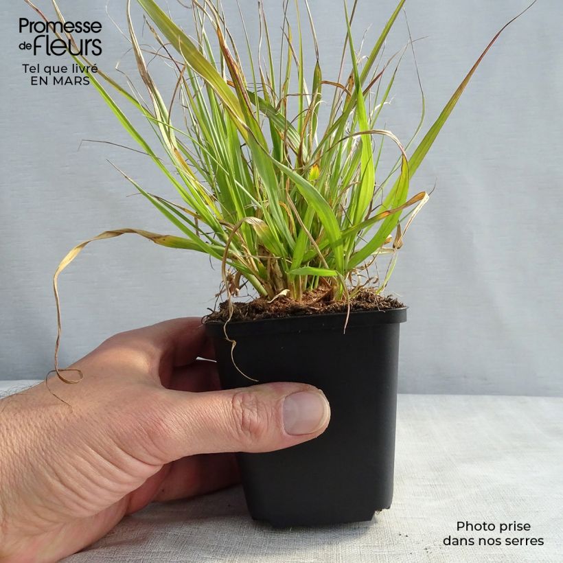 Pennisetum thunbergii Vasetto da 8/9 cm esemplare consegnato in primavera